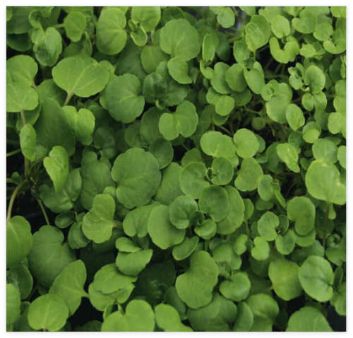 True Watercress Seeds | Heirloom/Non-GMO