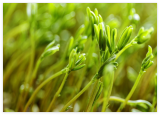 Organic Black Lentil Sprouts Seeds, Non-GMO Healthy Sprouting Seeds