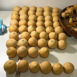 Egg Gourd Seeds – Premium ornamental variety, high-yield, easy to grow, ideal for home gardening