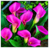 Calla Lily Bulbs