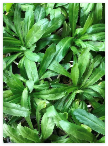 Culantro Seeds | Heirloom