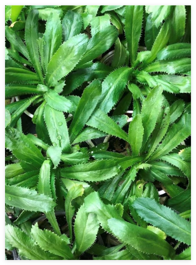 Culantro Seeds | Heirloom