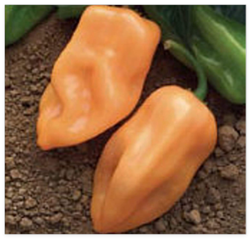 Burning Bush Hot Peppers Seeds