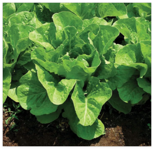 Jericho Romaine Lettuce Seeds, Non-GMO, Extremely Heat Tolerant
