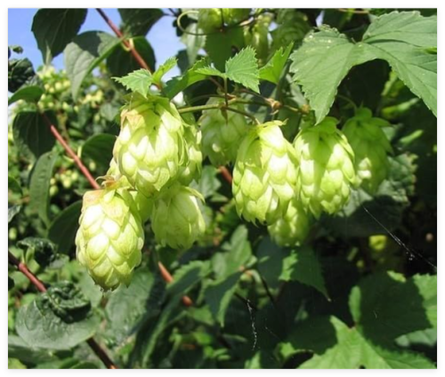 Humulus lupulus | Hops | Seeds