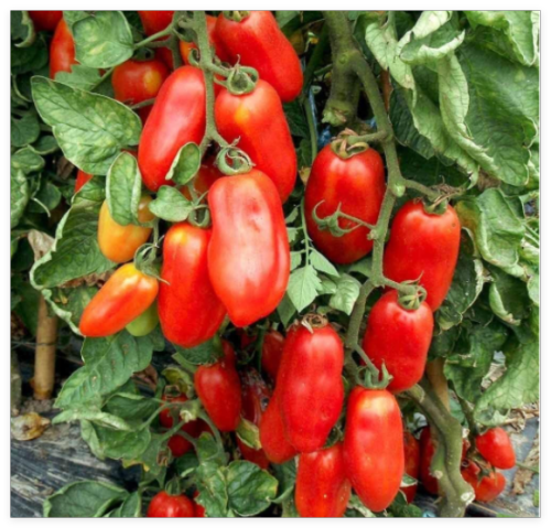 San Marzano Redorta Tomato Seeds - Heirloom Variety