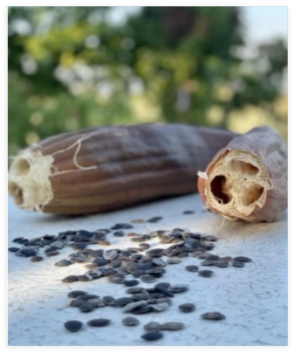 Super Long Luffa Gourd Seeds - Non-GMO, Loofah Sponge Gourd Seeds