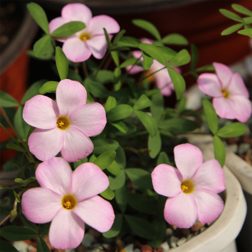 Oxalis 'Haha' Flowering Bulbs | Winter-Blooming Pink Flowering Bulbs  for Containers, Indoor & Balcony Gardens