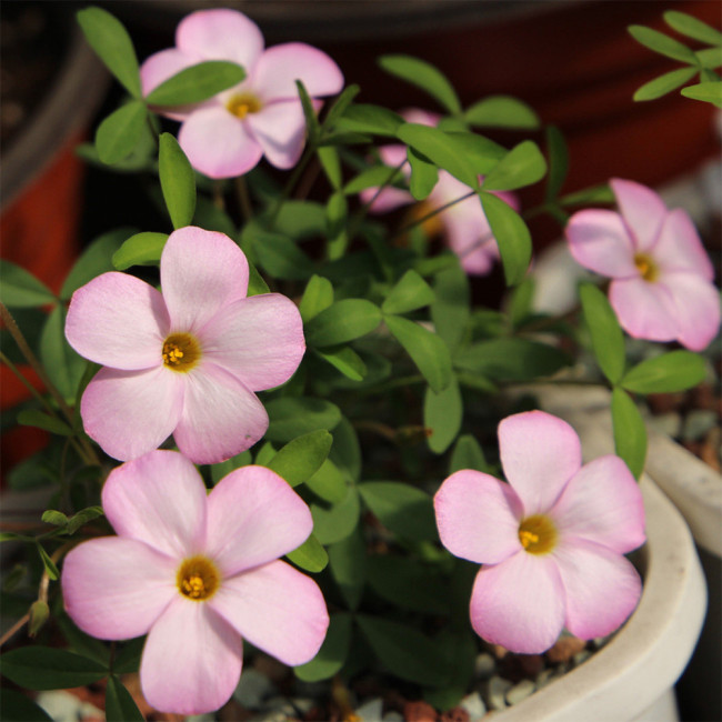 Oxalis 'Haha' Flowering Bulbs | Winter-Blooming Pink Flowering Bulbs  for Containers, Indoor & Balcony Gardens