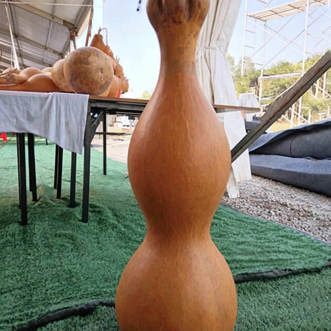 Extra-large Lotus-head Gourd Seeds – Easy to grow, low-maintenance, fast-growing, ideal for carvers and collectors