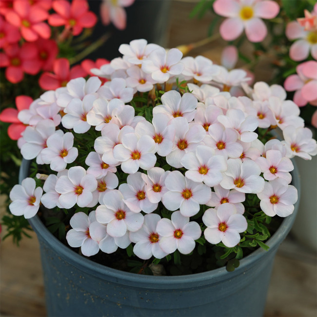 Oxalis 'Ice Wolf' Flowering Bulbs | Compact, Low-Maintenance Winter Flowers for Pots & Indoor Gardening