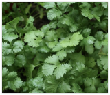 Slow Bolt Cilantro (Coriander) Seeds | Organic