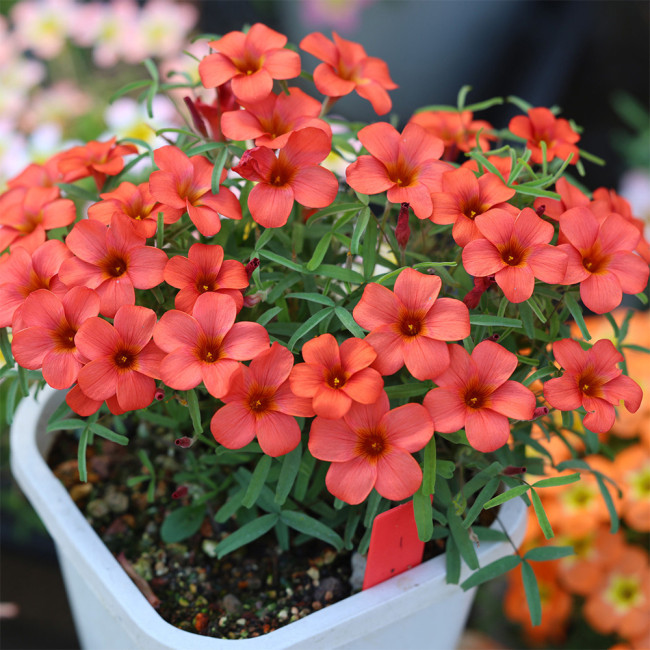Oxalis 'Red Silk' Flowering Bulbs | Compact Winter-Blooming Flowers for Pots & Balconies