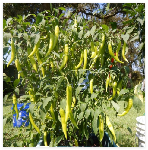 SINIGANG Green SILI HABA Pepper Seeds