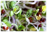 Deluxe Organic Sprouting Seed Mix