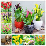 Calla Lily Bulbs