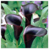 Calla Lily Bulbs