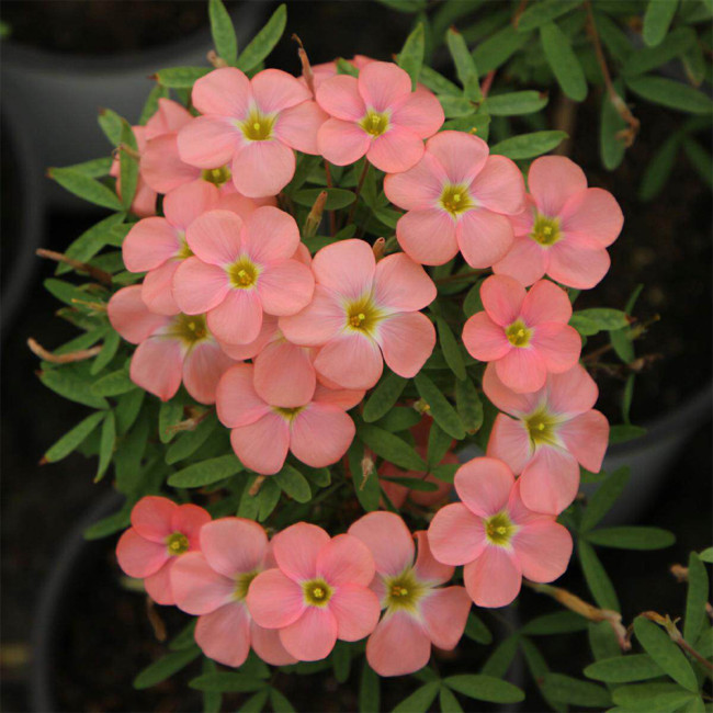 Oxalis 'Grapefruit Long Female' Bulbs | Winter-Blooming Compact Flowers for Pots & Windowsills
