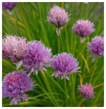 Chives Common Herb Seeds Garden Culinary Fines Herbs Perennial Salads NonGMO
