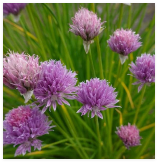 Chives Common Herb Seeds Garden Culinary Fines Herbs Perennial Salads NonGMO