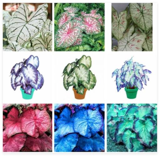 Seed Japanese Caladium Bicolor Seeds Planta Balcony Rare Flower Home & Garden Easy to Grow - (Color: Mixed)