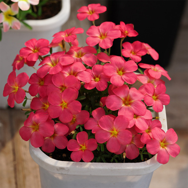Oxalis 'Sweet Potato Red' Flowering Bulbs | Low-Maintenance Winter Color for Pots & Windowsills