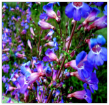 Blue Beard Tongue Flower Seeds Penstemon spectabilis Butterflies Hummingbirds