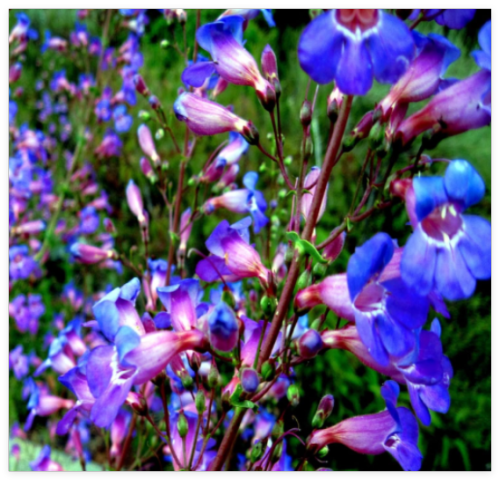 Blue Beard Tongue Flower Seeds Penstemon spectabilis Butterflies Hummingbirds