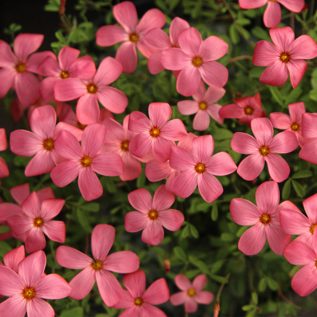 Oxalis 'Australian Wine Red' Flowering Bulbs | Winter-Blooming, Compact, Magenta Flowering Bulbs for Pots & Gardens