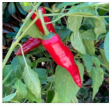 Seeds Hungarian Spice Paprika Sweet Pepper Easy Grow Planting Garden Food