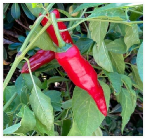 Seeds Hungarian Spice Paprika Sweet Pepper Easy Grow Planting Garden Food