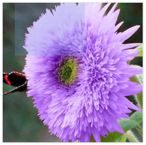 Rare Purple Teddy Bear Sunflower Seeds for Planting Non GMO Heirloom