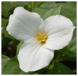 White Trillium Bulbs