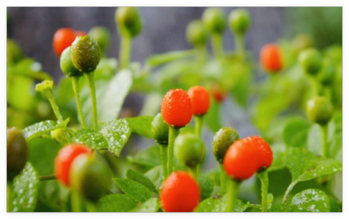 Chile PEQUIN Bird Eye HOT Pepper Seeds