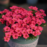 Oxalis 'Hirta Blood Moon' Bulbs | Easy-to-Grow, Deep Crimson Winter-Blooming Flowers for Pots & Rock Gardens