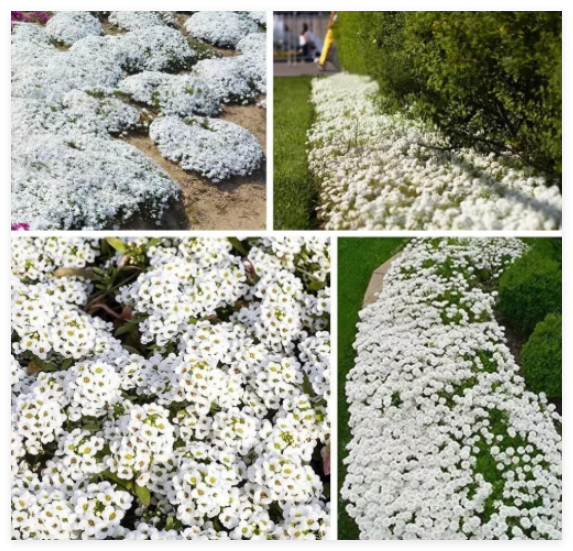 White Creeping Thyme Seeds for Planting Thymus Serpyllum - Heirloom