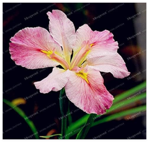 Pink Iris Seed Bearded Iris Phalaenopsis Orchid Flower for Home Garden - (Color: 6)