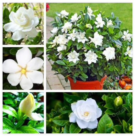 Cape Jasmine Flower Seed Pod Amazing Smell & Beautiful Flowers - (Color: MIX)