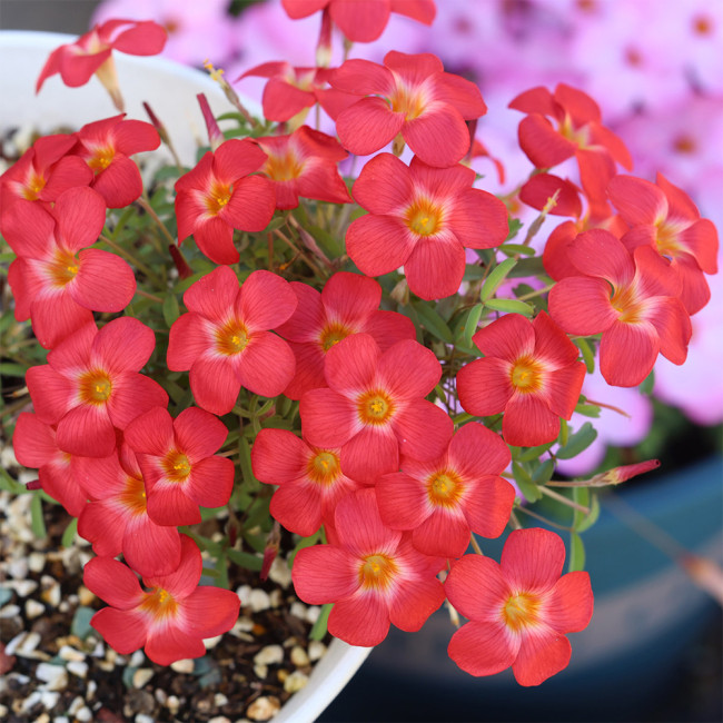 Oxalis 'Volcano' Flowering Bulbs | Compact, Low‑Maintenance, Coral‑Red Winter‑Flowering for Pots & Balconies