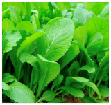 Tendergreen Mustard Seeds, Spinach Mustard, Non-GMO, Komatsuna