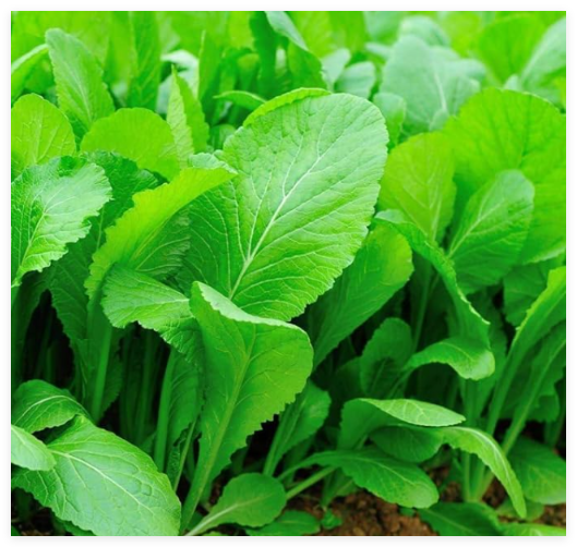 Tendergreen Mustard Seeds, Spinach Mustard, Non-GMO, Komatsuna