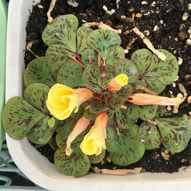 Oxalis 'Yellow Splash Hibiscus' Flowering Bulbs | Winter-Blooming Indoor Plant with Variegated Foliage for Indoor Pots