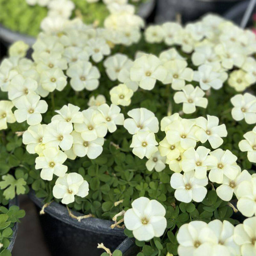 Oxalis perdicaria 'Cream Butterfly' Flowering Bulbs | Easy-Care, Winter-Flowering Cream Flowers for Pots