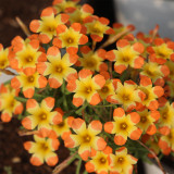 Oxalis 'Tricolor' Flowering Bulbs | Low Maintenance, Winter-Blooming Flowers for Pots & Indoors