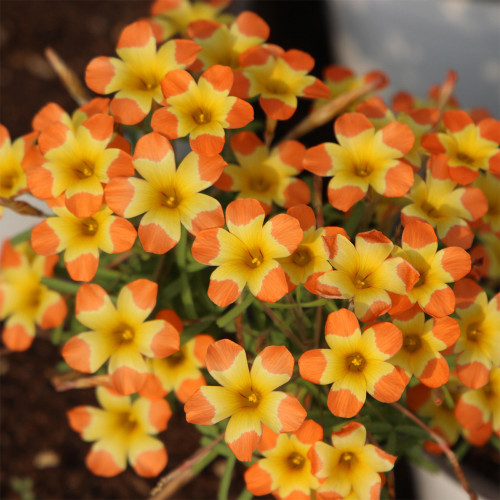 Oxalis 'Tricolor' Flowering Bulbs | Low Maintenance, Winter-Blooming Flowers for Pots & Indoors