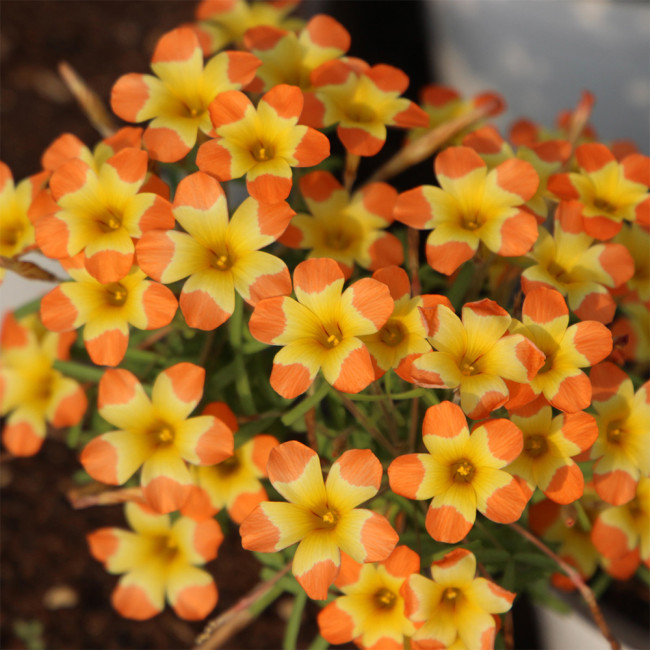 Oxalis 'Tricolor' Flowering Bulbs | Low Maintenance, Winter-Blooming Flowers for Pots & Indoors