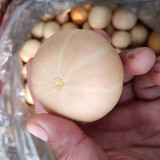 Hydrangea Gourd Seeds – Small Ornamental Variety, High Yield, Easy to Grow, Low Maintenance, Great for Beginners