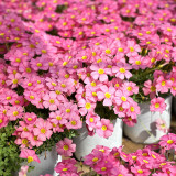 Oxalis obtusa 'High Pink' Flowering Bulbs | Vibrant Winter-Blooming Flowering Bulbs for Pots & Balconies