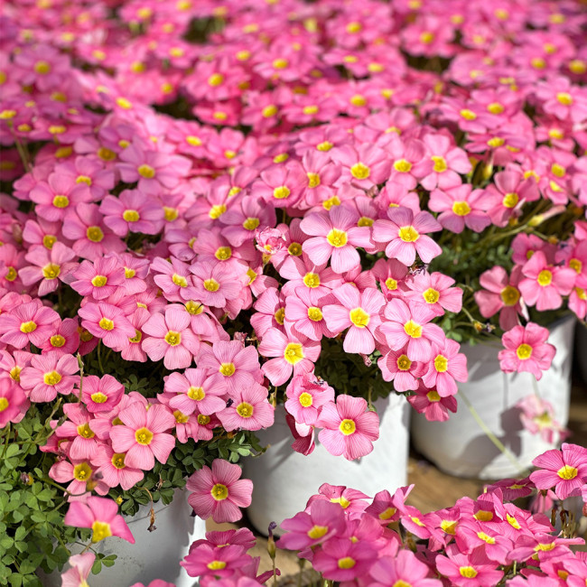 Oxalis obtusa 'High Pink' Flowering Bulbs | Vibrant Winter-Blooming Flowering Bulbs for Pots & Balconies