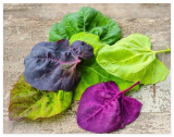 Orach Red Fire Seeds Premium Strain 100% Grown in USA